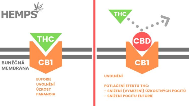 THC CBD CB1